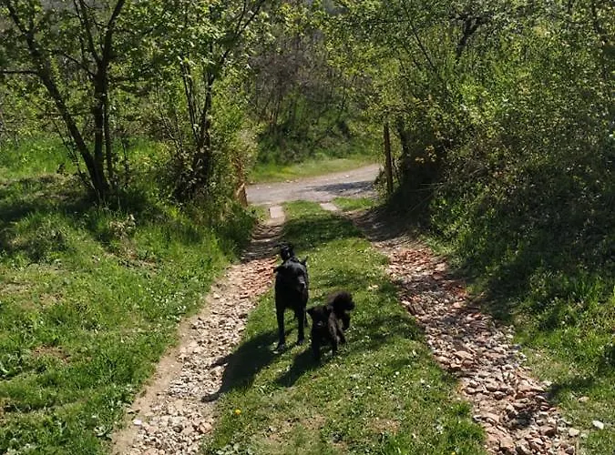 Nanin 2 * 维尔蒂尼克